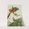 Red-Tailed Hawk,Cooper&#039;s Hawk by Louis Agassiz Fuertes