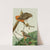 Red-Tailed Hawk,Cooper&#039;s Hawk by Louis Agassiz Fuertes