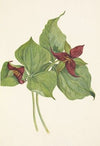 Red Trillium. Trillium erectum (1925)