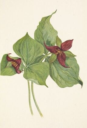 Red Trillium. Trillium erectum (1925)