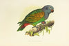 Red-Vented Parrot (1884-1887)