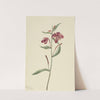 Red Willowweed (Epilobium latifolium) (1911) by Mary Vaux Walcott