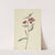 Red Willowweed (Epilobium latifolium) (1911) by Mary Vaux Walcott