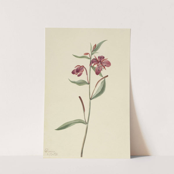 Red Willowweed (Epilobium latifolium) (1911) by Mary Vaux Walcott