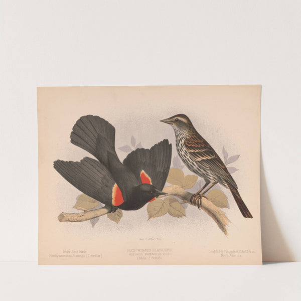 Red-winged blackbird. Agelaius phœniceus vieill. 1. Male. 2. Female (1874) by Louis Prang & Co.