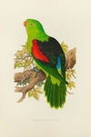 Red-Winged Parrakeet (1884-1887)