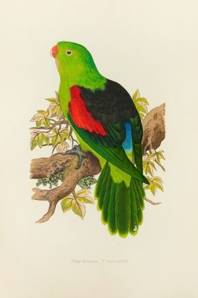 Red-Winged Parrakeet (1884-1887)