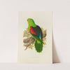 Red-Winged Parrakeet (1884-1887) by Alexander Francis Lydon