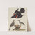 Red-winged Starling, Female Red-winged Starling, Black-poll Warbler, and Lesser Red-poll (1808-1814) by Alexander Lawson