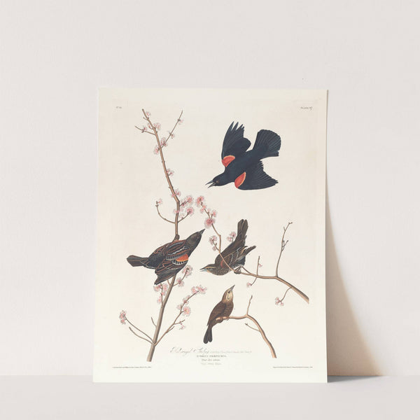 Red-winged starling by John James Audubon