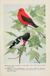 Redcoat the Scarlet Tanager, Rosebreast the Grosbeak