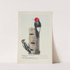 Redhead the Woodpecker, Downy the Woodpecker by Louis Agassiz Fuertes