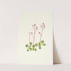 Redstem Saxifrage. Saxifraga lyallii (1925) by Mary Vaux Walcott