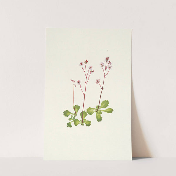 Redstem Saxifrage. Saxifraga lyallii (1925) by Mary Vaux Walcott