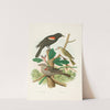 Redwing Blackbird, Red-eyed Vireo (1882) by Edwin L. Sheppard