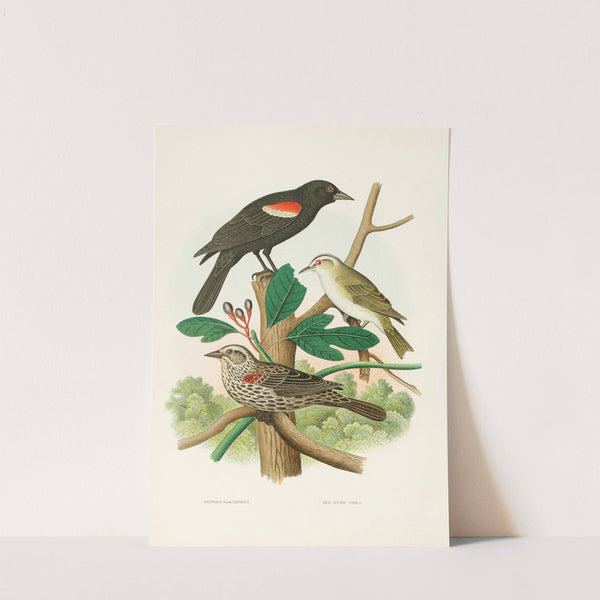 Redwing Blackbird, Red-eyed Vireo (1882) by Edwin L. Sheppard