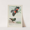 Redwing the Blackbird, Speckles the Starling by Louis Agassiz Fuertes