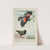 Redwing the Blackbird, Speckles the Starling by Louis Agassiz Fuertes
