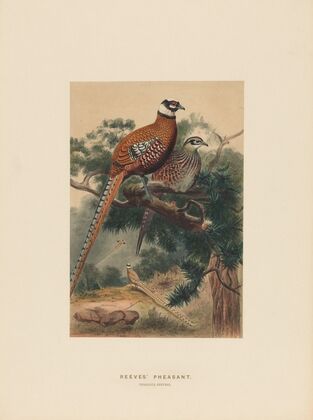 Reeves’ Pheasant