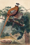 Reeves Pheasant