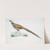 Reeve&#039;s Pheasant, Phasianus Reevesii. by John Edward Gray