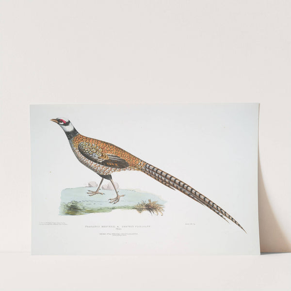 Reeve&#039;s Pheasant, Phasianus Reevesii. by John Edward Gray