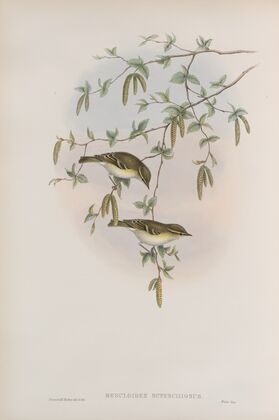 Reguloïdes superciliosus. Yellow-browed Warbler. (1862-1873)