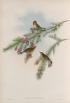 Regulus cristatus. Golden-crested Wren, or Kinglet. (1862-1873)