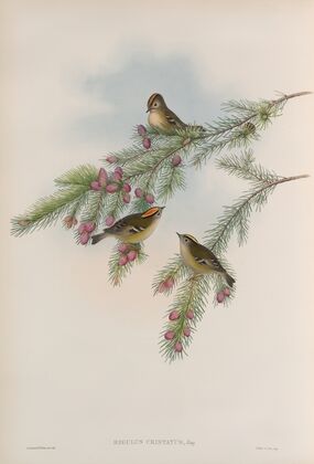 Regulus cristatus. Golden-crested Wren, or Kinglet. (1862-1873)