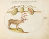 Reindeer with Melons (1575-1590)