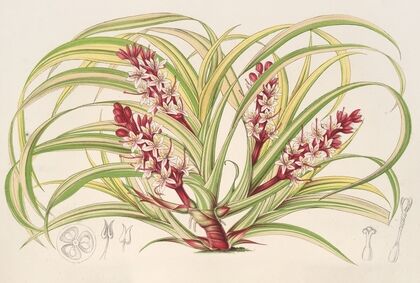 Reineckea carnea, fol. varieg