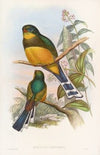 Reinwardt’s Trogon