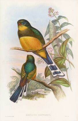 Reinwardt’s Trogon
