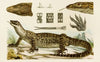 Reptiles I