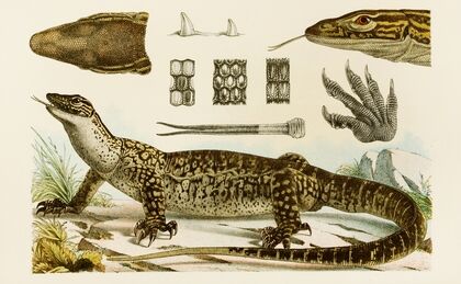 Reptiles I