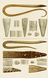 Reptiles V