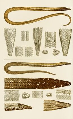 Reptiles V