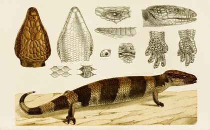 Reptiles VI — size preview