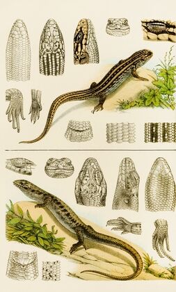 Reptiles VIII