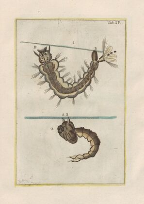 Rerum naturalium historia nempe quadrupedum Pl.15