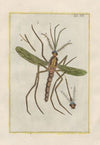 Rerum naturalium historia nempe quadrupedum Pl.16