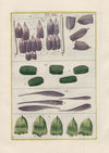 Rerum naturalium historia nempe quadrupedum Pl.19