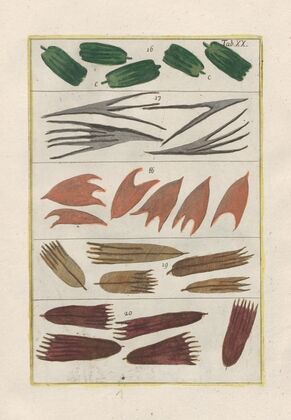 Rerum naturalium historia nempe quadrupedum Pl.20