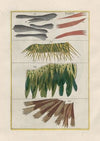 Rerum naturalium historia nempe quadrupedum Pl.21