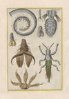 Rerum naturalium historia nempe quadrupedum Pl.23