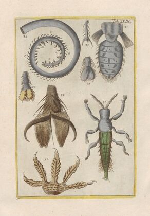Rerum naturalium historia nempe quadrupedum Pl.23