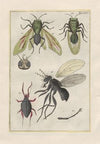 Rerum naturalium historia nempe quadrupedum Pl.25