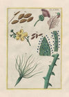 Rerum naturalium historia nempe quadrupedum Pl.29