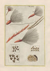 Rerum naturalium historia nempe quadrupedum Pl.30