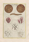 Rerum naturalium historia nempe quadrupedum Pl.34